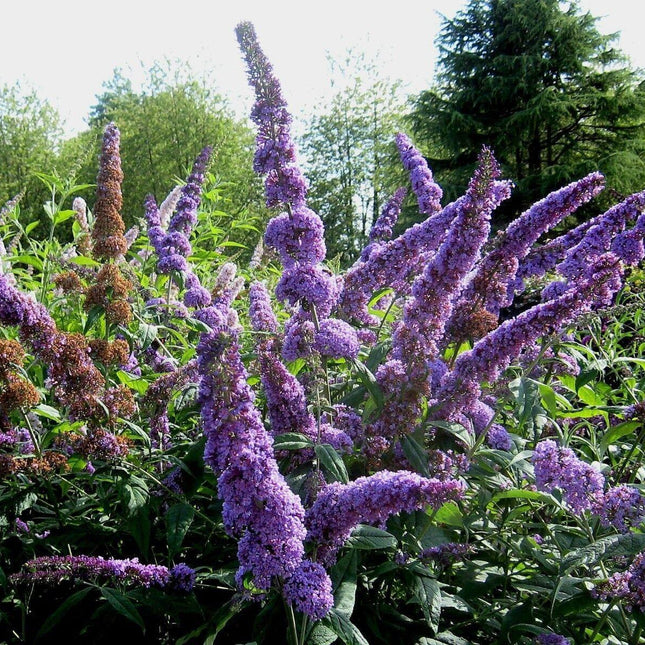 50 Dark Purple Butterfly Bush Seeds - Seed World