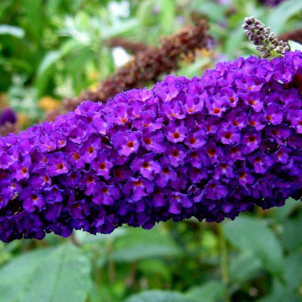 50 Dark Purple Butterfly Bush Seeds - Seed World