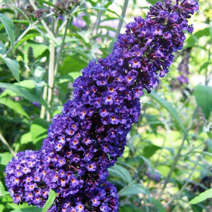 50 Dark Purple Butterfly Bush Seeds - Seed World