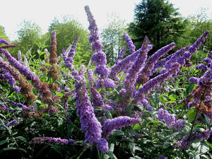 50 Dark Purple Butterfly Bush Seeds - Seed World