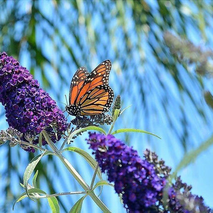 50 Dark Purple Butterfly Bush Seeds - Seed World