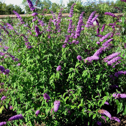 50 Dark Purple Butterfly Bush Seeds - Seed World