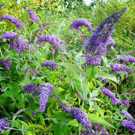 50 Dark Purple Butterfly Bush Seeds - Seed World