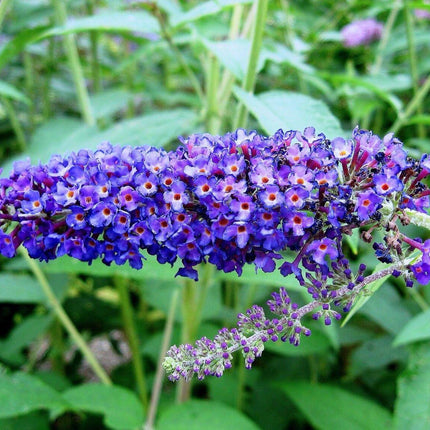 50 Dark Purple Butterfly Bush Seeds - Seed World