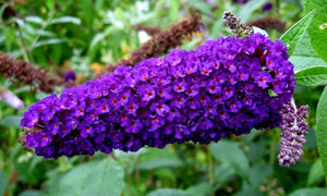 50 Dark Purple Butterfly Bush Seeds - Seed World