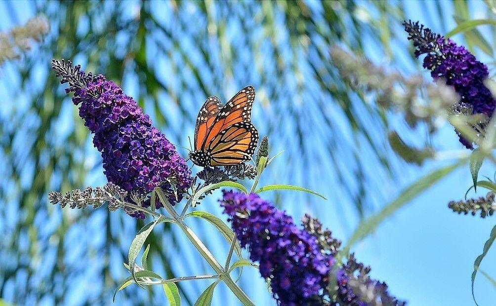 50 Dark Purple Butterfly Bush Seeds - Seed World