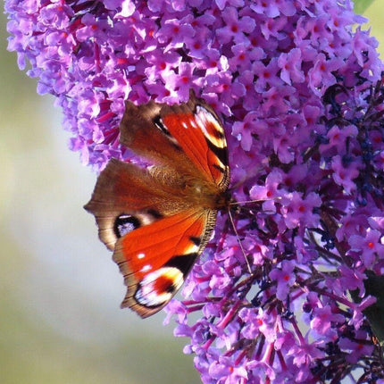 50 Dark Purple Butterfly Bush Seeds - Seed World