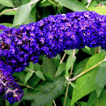 50 Dark Purple Butterfly Bush Seeds - Seed World