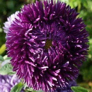50  Dark Violet Aster (Callistephus Tall Double Gremlin) Seeds - Seed World