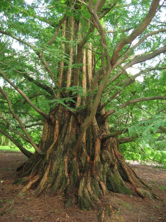 50 Dawn Redwood (Metasequoia Glyptostroboides) Seeds - Seed World