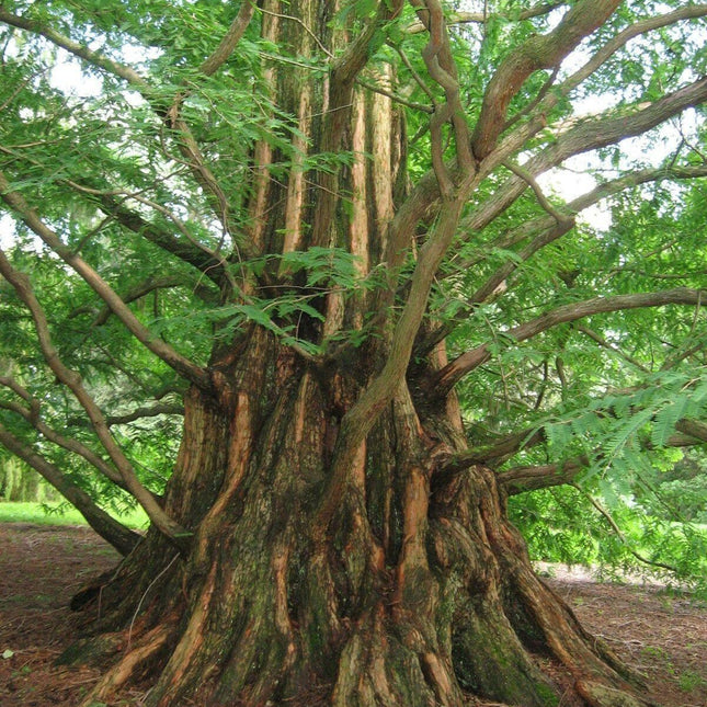 50 Dawn Redwood Seeds - Seed World