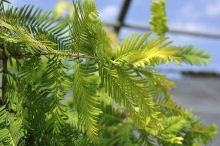 50 Dawn Redwood Seeds - Seed World