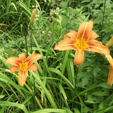 50 Day Ditch Lily Bare Root - Orange Lillies