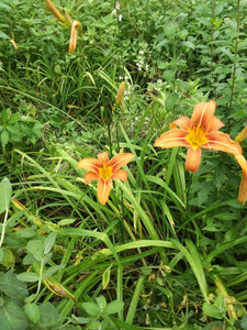 50 Day Ditch Lily Bare Root Orange Lillies - Fresh Dug With Instructions - Seed World
