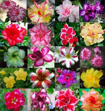 50 Desert Rose Seeds | Mixed Colors & Varieties - Seed World