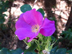 50 Dog Rose - Brier Rose (Rosa Canina) Seeds - Seed World