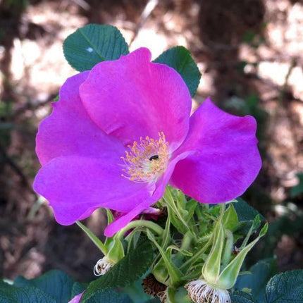 50 Dog Rose - Brier Rose (Rosa Canina) Seeds - Seed World