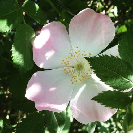 50 Dog Rose - Brier Rose (Rosa Canina) Seeds - Seed World