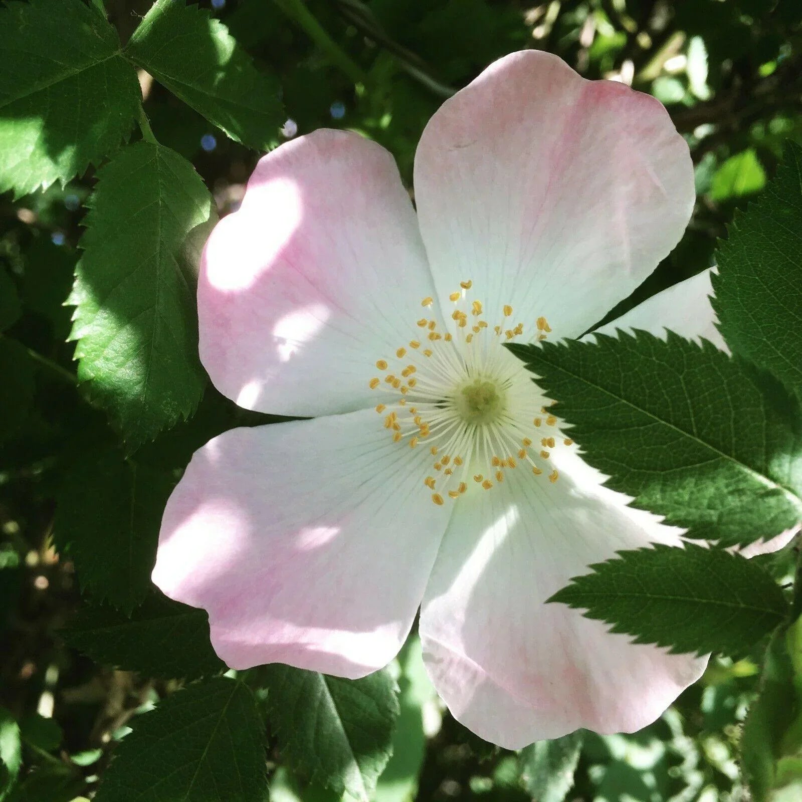 rosa canina seed 50 Dog Rose