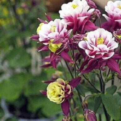 50 Double Maroon White Columbine Seeds - Seed World