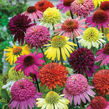 50 Double Mix Coneflower Seeds - Seed World