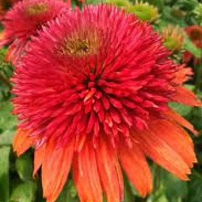 50 Double Orange Coneflower Seeds - Seed World