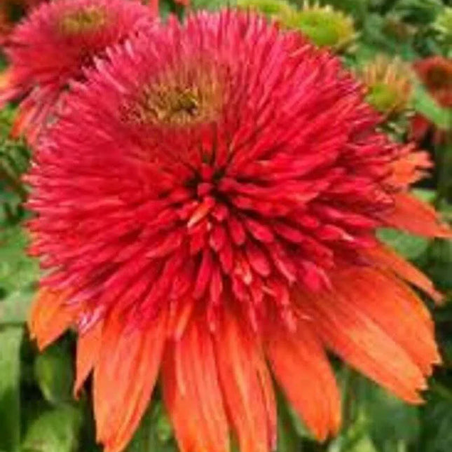 50 Double Orange Coneflower Seeds - Seed World