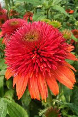 50 Double Orange Coneflower Seeds - Seed World