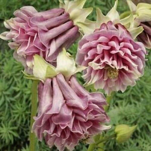 50 Double Rose Columbine Seeds - Seed World