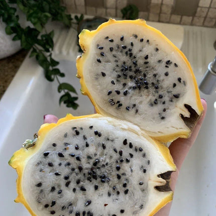 50 Dragon Fruit Seeds - (Hylocereus Undatus Cactus) - Seed World