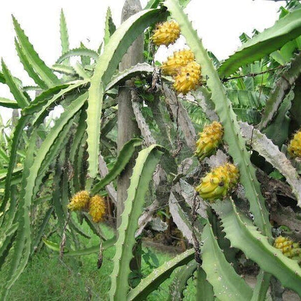50 Dragon Fruit Seeds - (Hylocereus Undatus Cactus) - Seed World