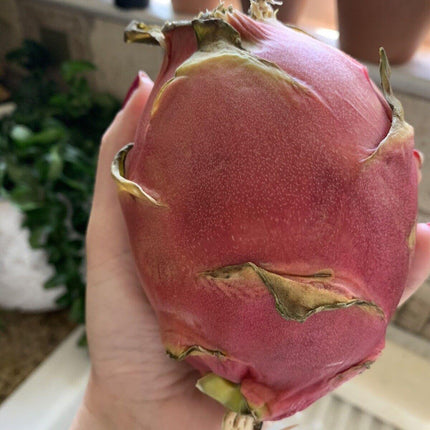 50 Dragon Fruit Seeds - (Hylocereus Undatus Cactus) - Seed World