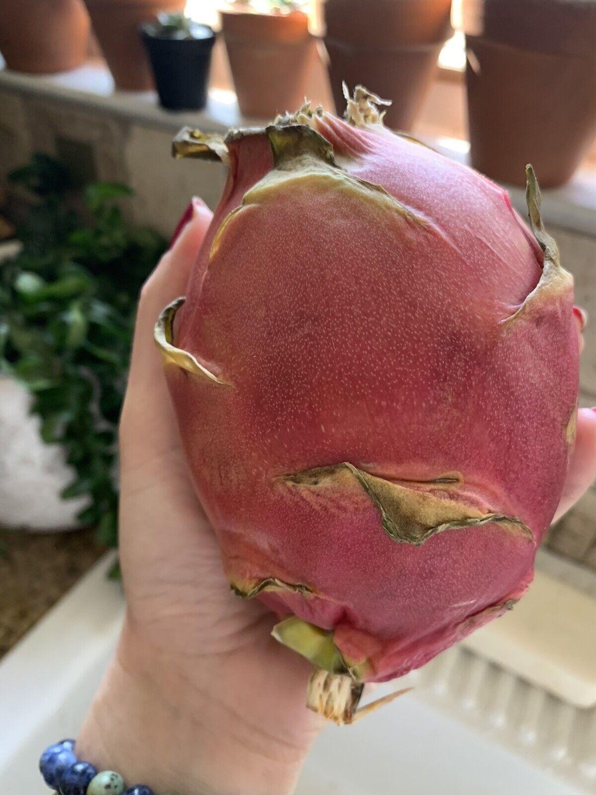 50 Dragon Fruit Seeds - (Hylocereus Undatus Cactus) - Seed World