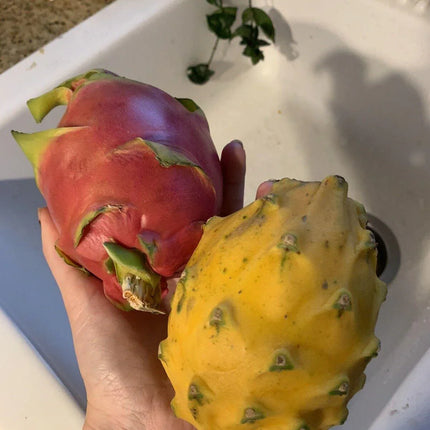 50 Dragon Fruit Seeds - (Hylocereus Undatus Cactus) - Seed World