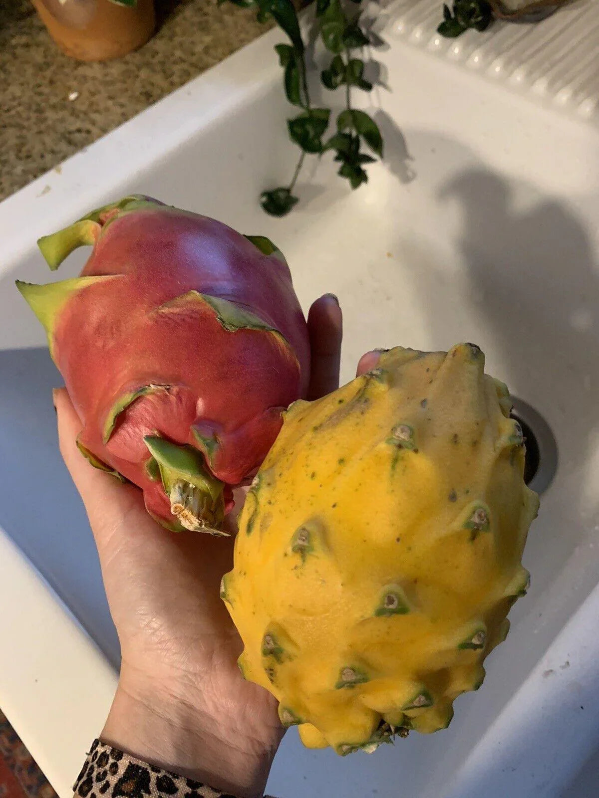 50 Dragon Fruit Seeds - (Hylocereus Undatus Cactus) - Seed World