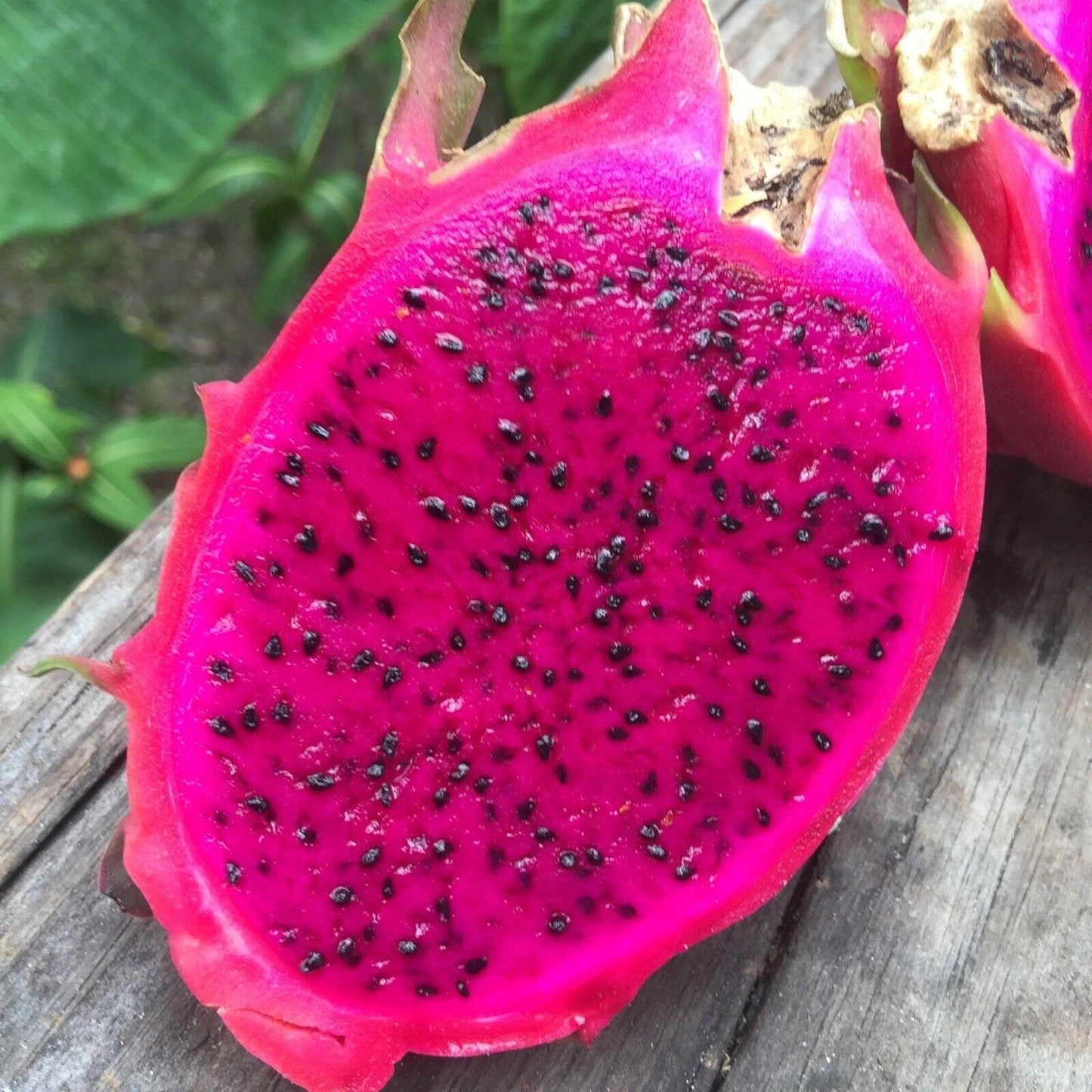 50 Dragon Fruit Seeds - (Hylocereus Undatus Cactus) - Seed World