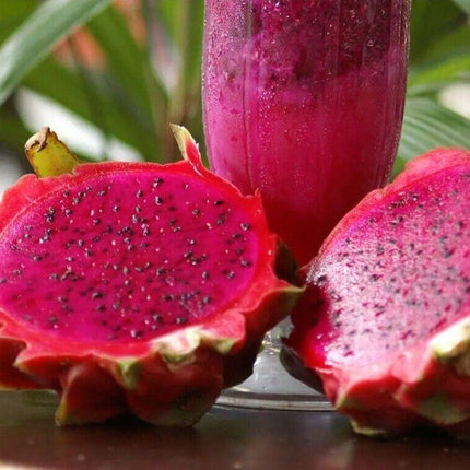 50 Dragon Fruit Seeds - (Hylocereus Undatus Cactus) - Seed World