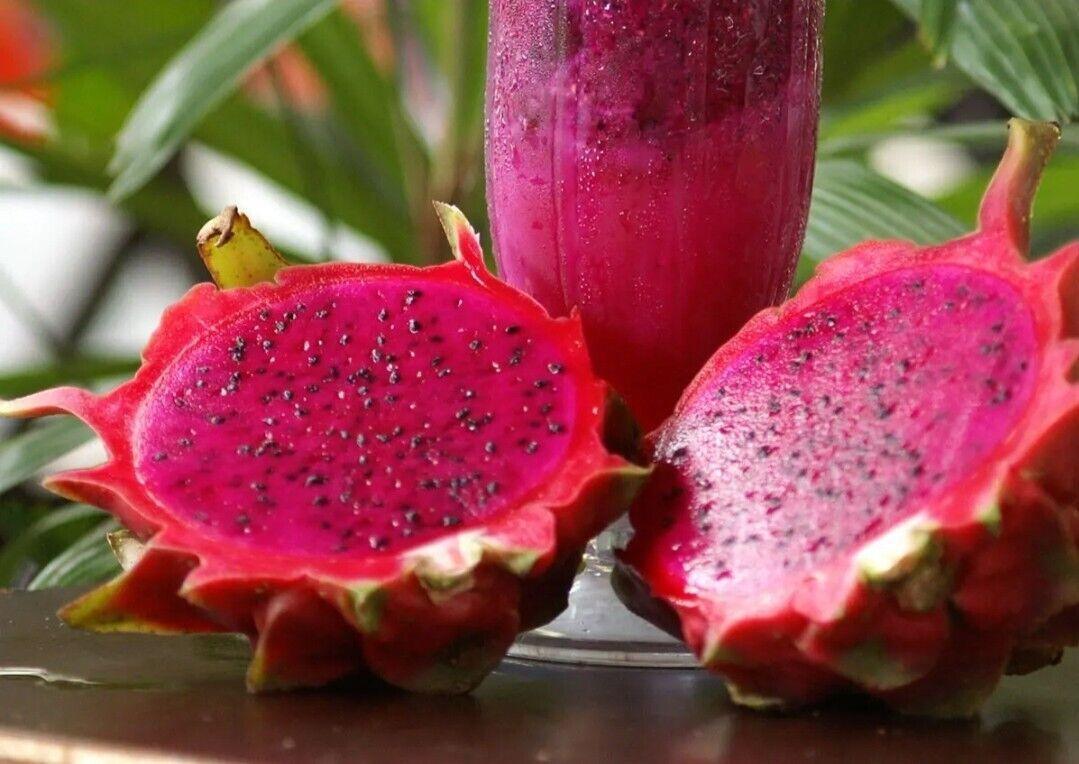 50 Dragon Fruit Seeds - (Hylocereus Undatus Cactus) - Seed World
