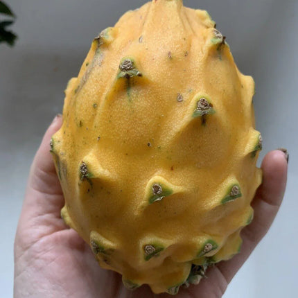 50 Dragon Fruit Seeds - (Hylocereus Undatus Cactus) - Seed World