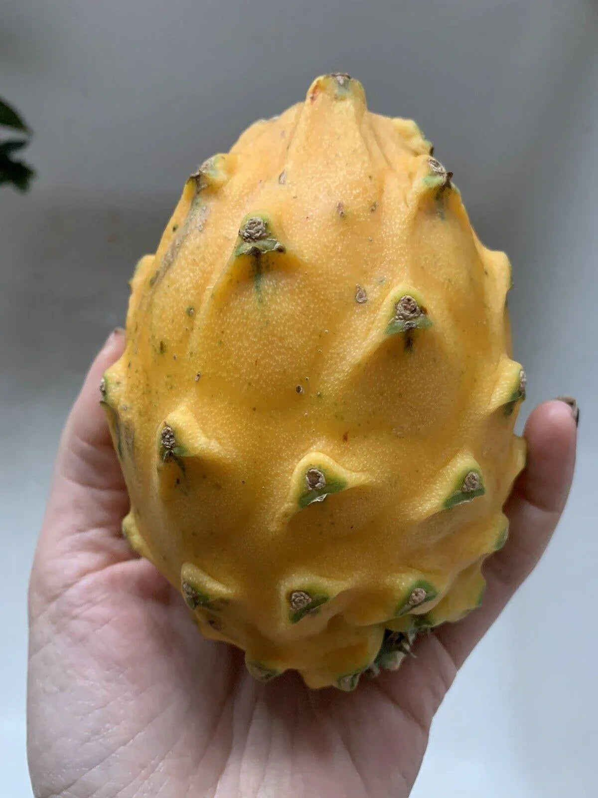 50 Dragon Fruit Seeds - (Hylocereus Undatus Cactus) - Seed World