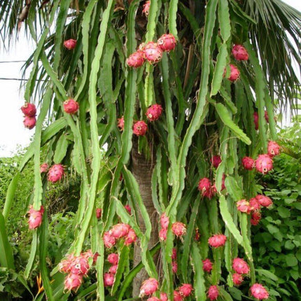 50 Dragon Fruit Seeds - (Hylocereus Undatus Cactus) - Seed World