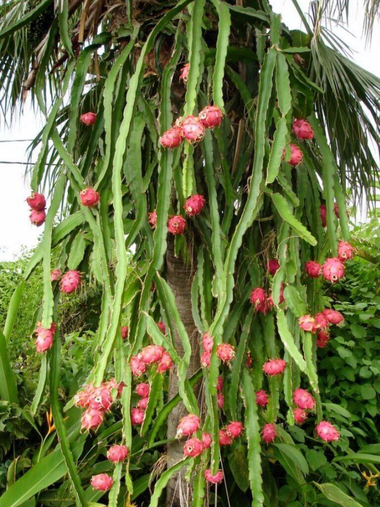 50 Dragon Fruit Seeds - (Hylocereus Undatus Cactus) - Seed World