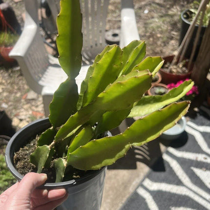 50 Dragon Fruit Seeds - (Hylocereus Undatus Cactus) - Seed World