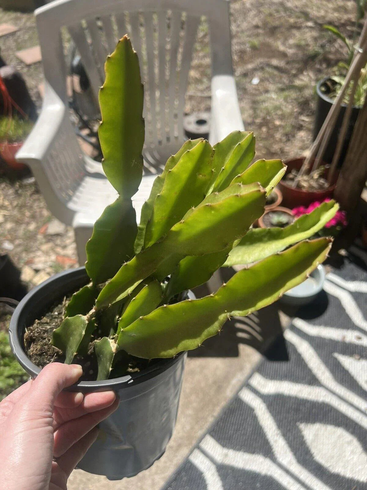 50 Dragon Fruit Seeds - (Hylocereus Undatus Cactus) - Seed World