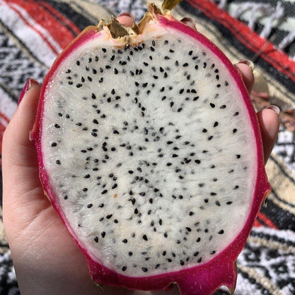 50 Dragon Fruit Seeds - (Hylocereus Undatus Cactus) - Seed World