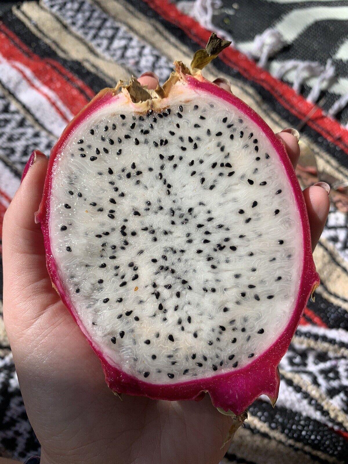 50 Dragon Fruit Seeds - (Hylocereus Undatus Cactus) - Seed World