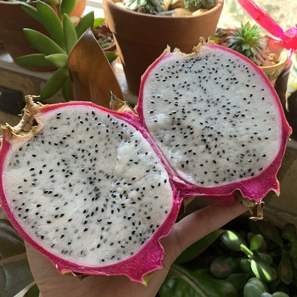 50 Dragon Fruit Seeds - (Hylocereus Undatus Cactus) - Seed World