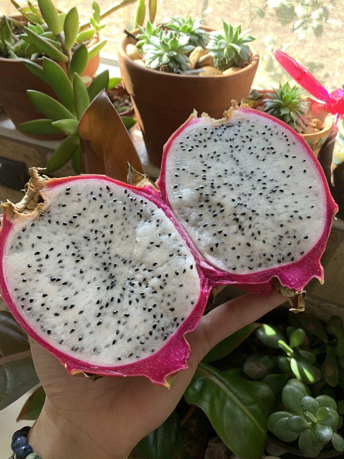 50 Dragon Fruit Seeds - (Hylocereus Undatus Cactus) - Seed World