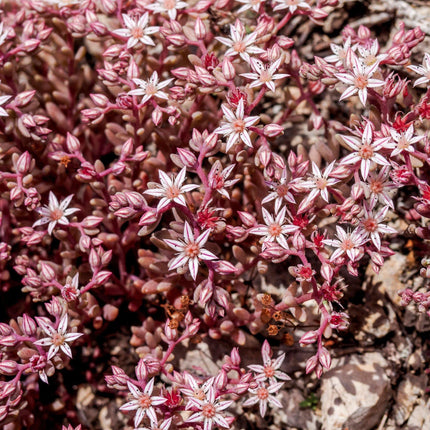 50 Dragon's Blood Sedum Seeds - Seed World