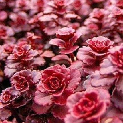 50 Dragon's Blood Sedum Seeds - Seed World